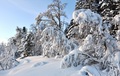 Svært mye snø har lava ned i natt - over 30 cm. Ikke bare skogen vil slite ved mildvær, men også mange tak. Pass på! Foto: Willy