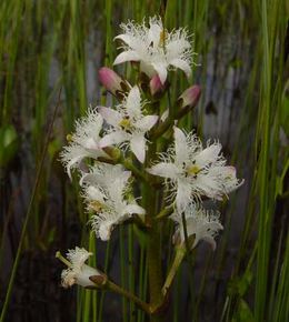 Bukkeblad - hårete blomster