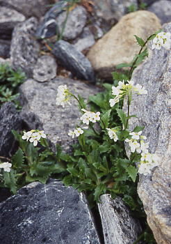 fjellskrinneblom