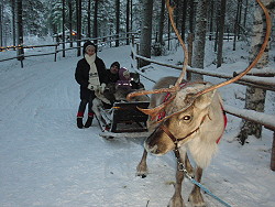 Reindeers,Rovaniemi,Finland,Soumi