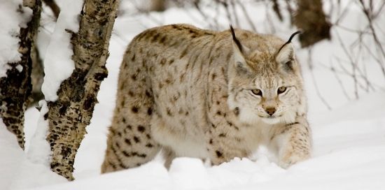 Naturarkivet gaupe Kim Abel_web_550x272