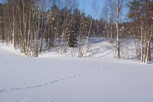 Spor i snø 02