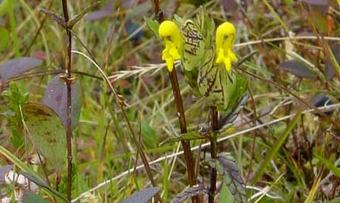 Småengkall nyblomstene