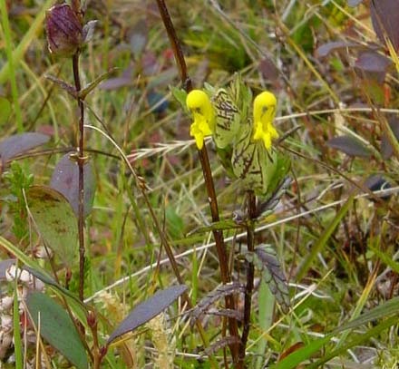 Småengkall nyblomstene