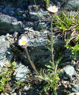 Snøbakkestjerner i Resfjellet 29