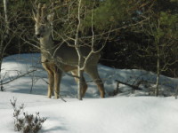 Bambi,roe deer,Moss,Norway,Mosseskogen