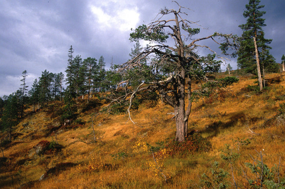 Fjellskog