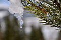 Sol og snøsmelting. (Klikk på bildet for større versjon) Foto: Bjørn Tore