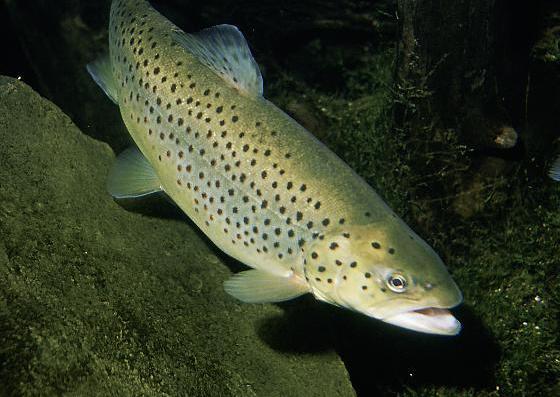 Brown_trout_1_1092136a