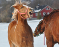 Hestene merker også at våren har kommet! Foto: Mari Vattøy