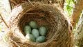 Seks egg i gråtrastreiret tidlig i mai er sommer. Klikk meg større. Foto: Willy