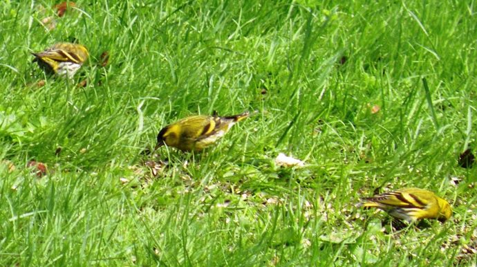 Munk i graset_1024x573