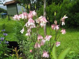 rosa akeleie