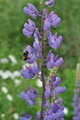 Sommerstemning (foto: jorid)