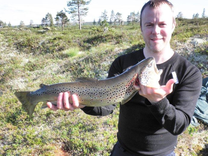 Fjellørret 2