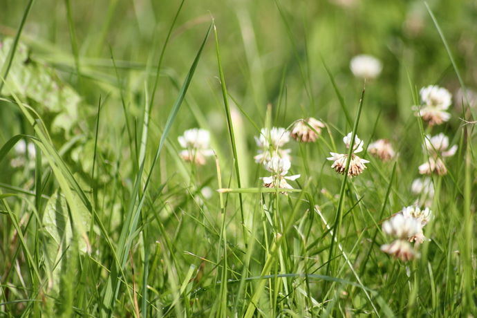 Kløver i gras