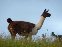 Lama