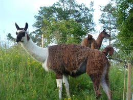Lama2