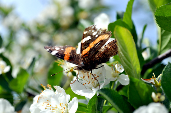 sommerfugl paint