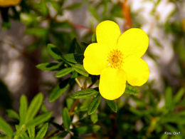 IMGP4262-1