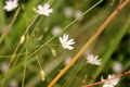 Små, hvite stjerneblomster stikker frem i alt det grønne. Klikke for større versjon. Foto: Elise Bjørnstad