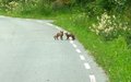 Trivelig møte på sykkeltur forbi Gulla. (Klikk på bildet for større versjon) Foto: Kåre Sæterbø