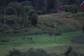 Lørdag er for mange familiedag, og det er det tydeligvis også for disse seks elgene på tur, observert ved Rindli i Romundstadbygda. Foto: Gine