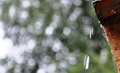 Dråper og regn. Tirsdag skal det bøtte ned. Klikk meg større. Foto: Willy