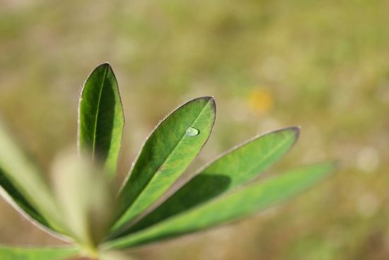 regnblad_550x367