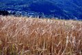 Ingen tvil om at høsten er rett rundt hjørnet. Foto: Mari Vattøy