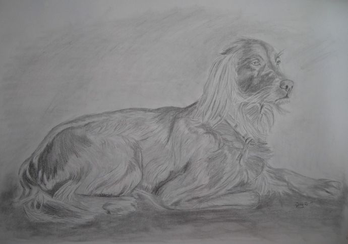 Hund_1024x719