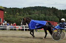 Alsaker Knekten