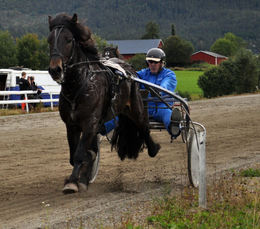 torleif dahl Hongslo guten