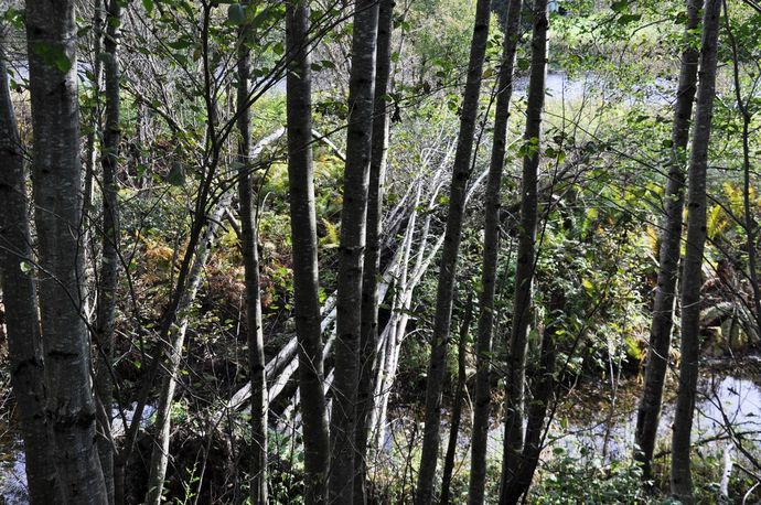 våt urskog 1_1024x680