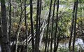 Våt urskog av or ved Surnas bredd, frodig, men merka av siste vinters herjinger. Klikk meg større. Foto: Willy