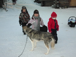 Husky,huskies,Rovaniemi,Finland,dogs,safaris,sled dogs