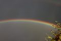 I Norrøn mytologi ble regnbuen kalt Bifrost, den magiske brua mellom Åsgard og Midtgard, og guden Heimdall var bruvokter. Foto: Trond Moksnes