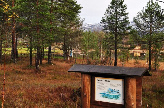 Tjernet i skogen 1_1024x673