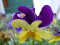 Sliten stemor! Foto: OleT