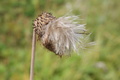 En blomst må en gang visne hvis den ikke er kunstig (Margot Sandsmark)