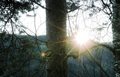 Det er så vidt sola går over åsen i sør i Bolme no mellom furua og bjørka ved Slagvollbakken. 20. november kommer den bort på Solum og blir borte i to måneder. Godt det er mildvær. Foto: Willy