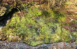 moseberg_1024x654