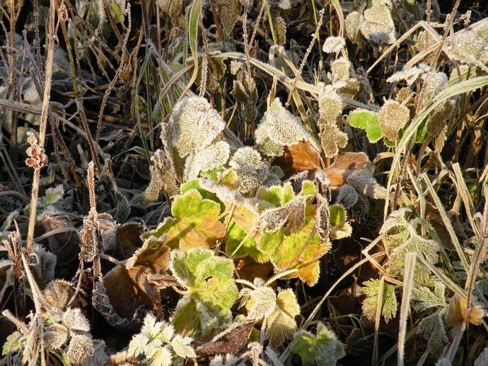 frost blad høst_1024x768