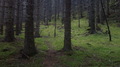 Stemningsbilde fra granskogen øst for Tjønna i dag. Foto: Per Jarle Eide