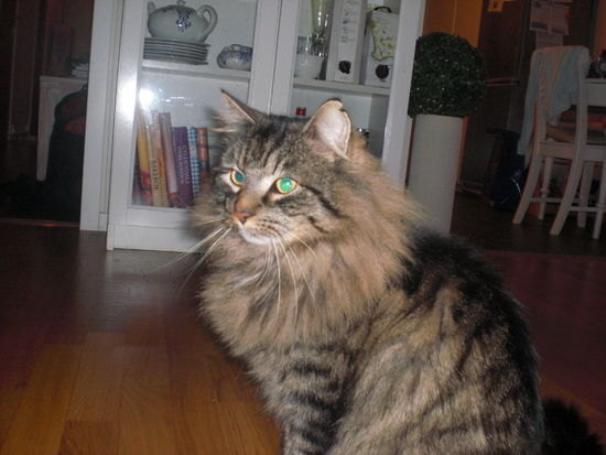 nemo katt_550x413