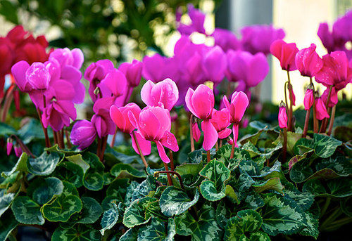 Alpefiol, allergifri juleblomst
