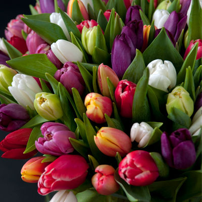 Tulipaner
