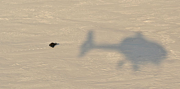 jerv og helikopterskygge LG_590px