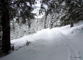 Det lysnet i skogen ...Foto: OleT