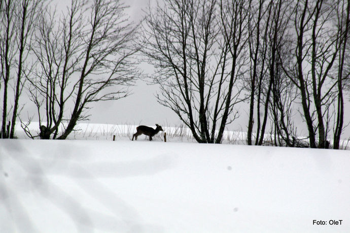 Vintersøk etter mat_715x476